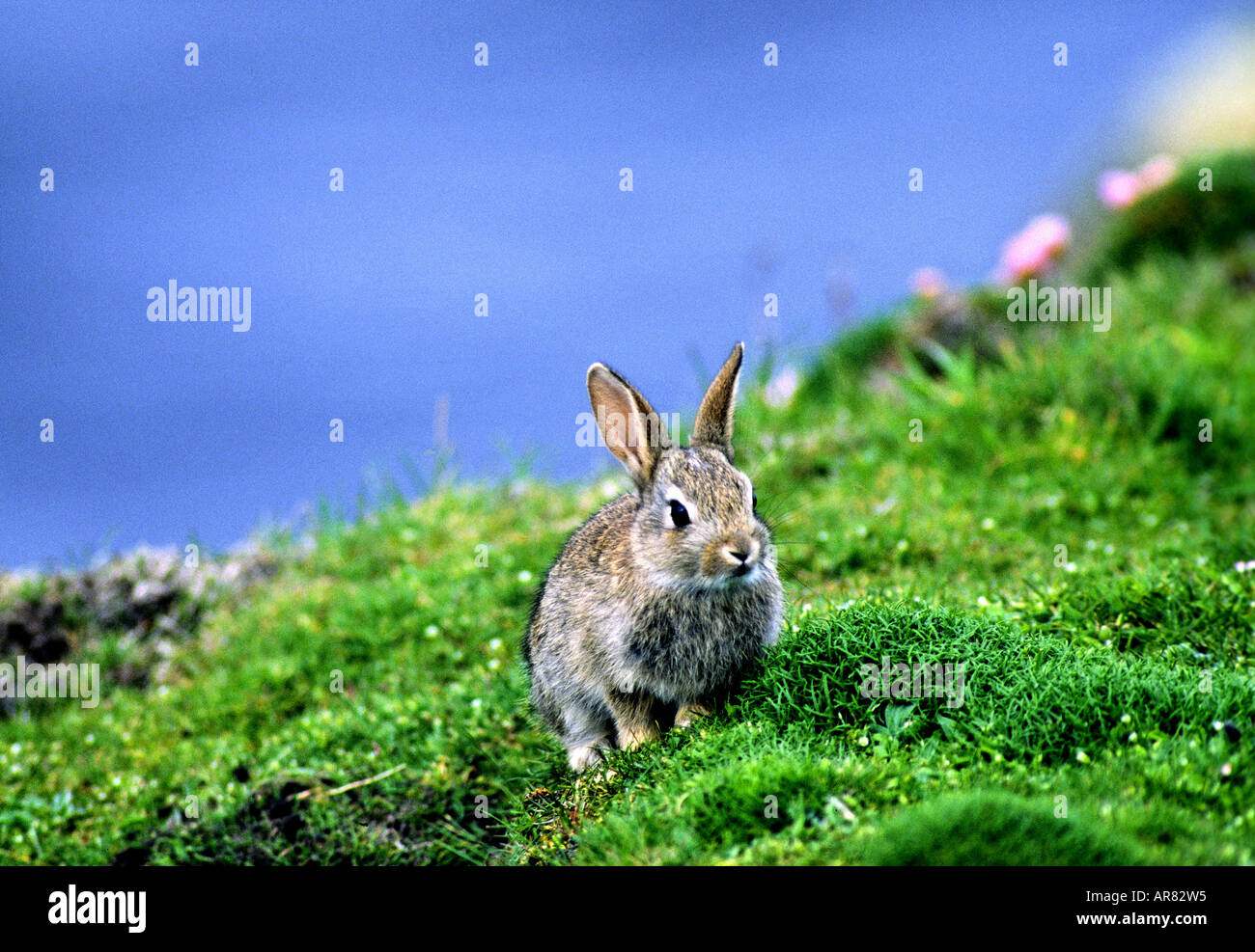 Wildkaninchen Oryctolagus cuniculus, European Wild Rabbit Stock Photo