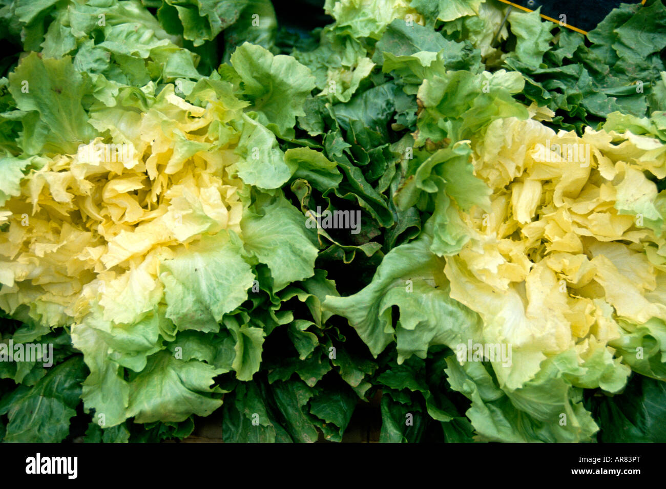 Organic Lettuce in a French Street Market Stock Photo