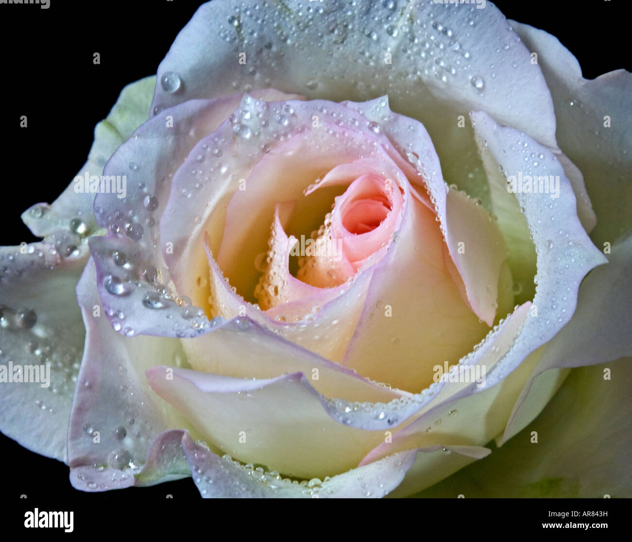Blush Coloured Rose Stock Photo