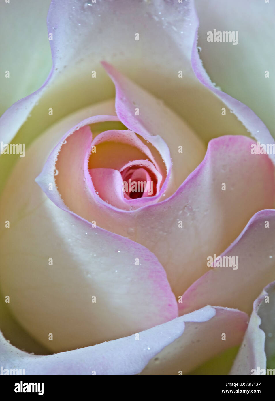 Blush Coloured Rose Stock Photo Alamy