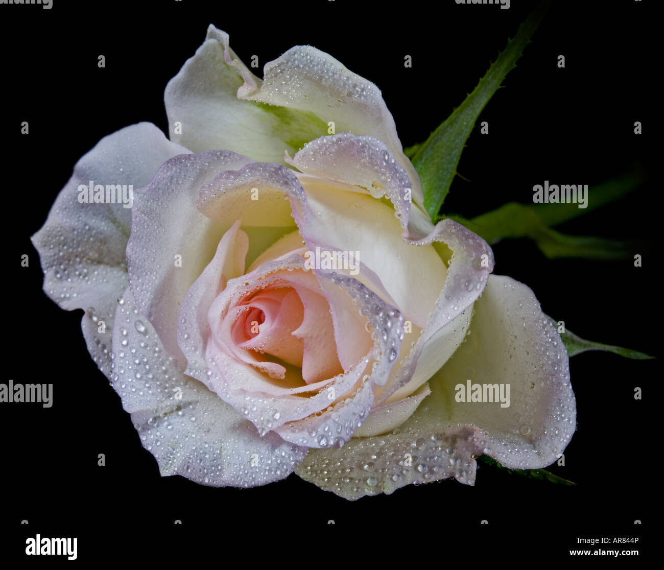 Blush Coloured Rose Stock Photo Alamy