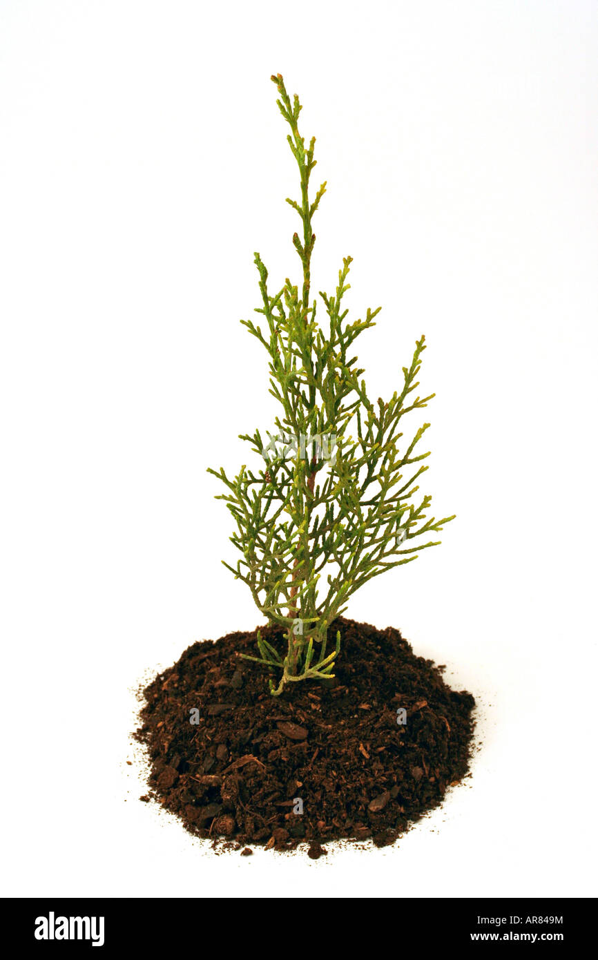 Little Cypress Cupressus sempervirens Stock Photo