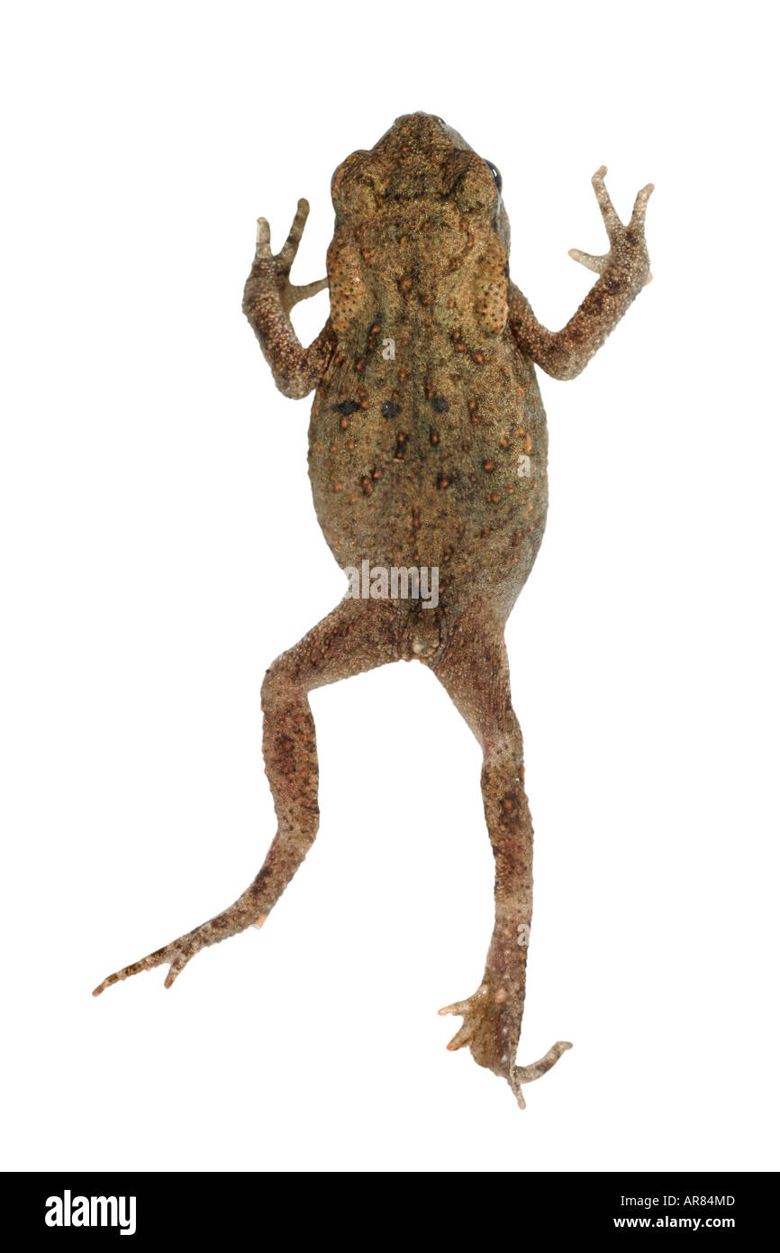 A small frog Cut Out Stock Images Pictures Alamy