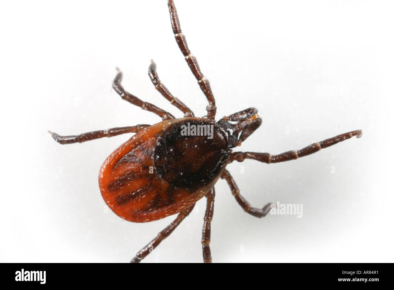 Close up of a red adult female tick on white background Stock Photo