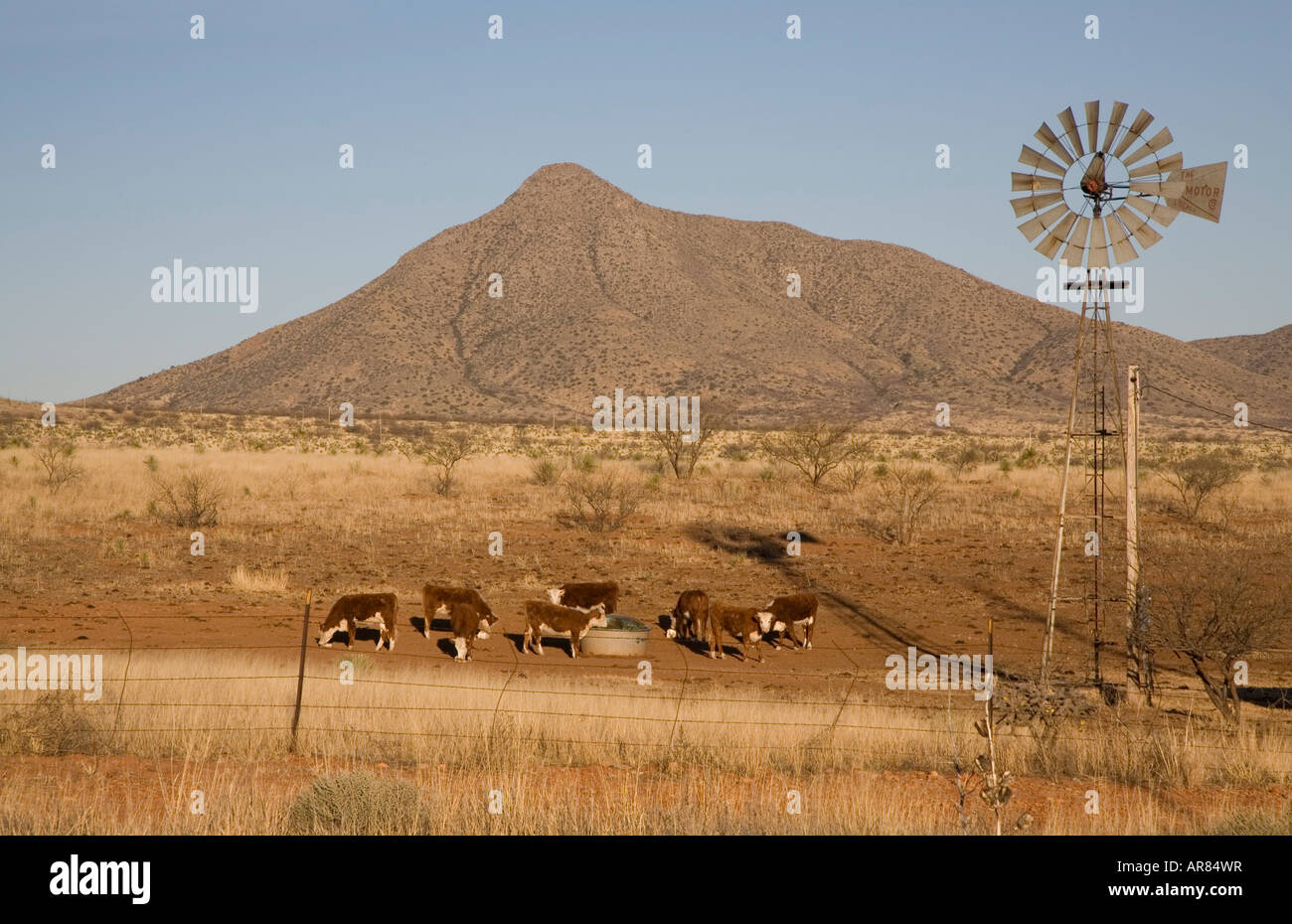 Arizona beef cows hires stock photography and images Alamy