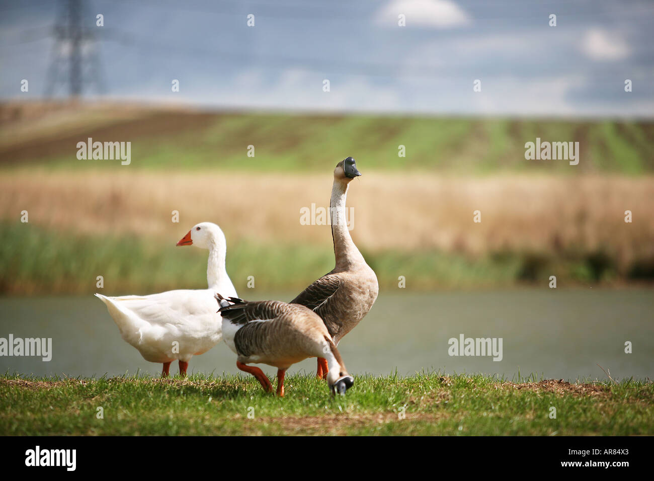 Geese feeding Stock Photo