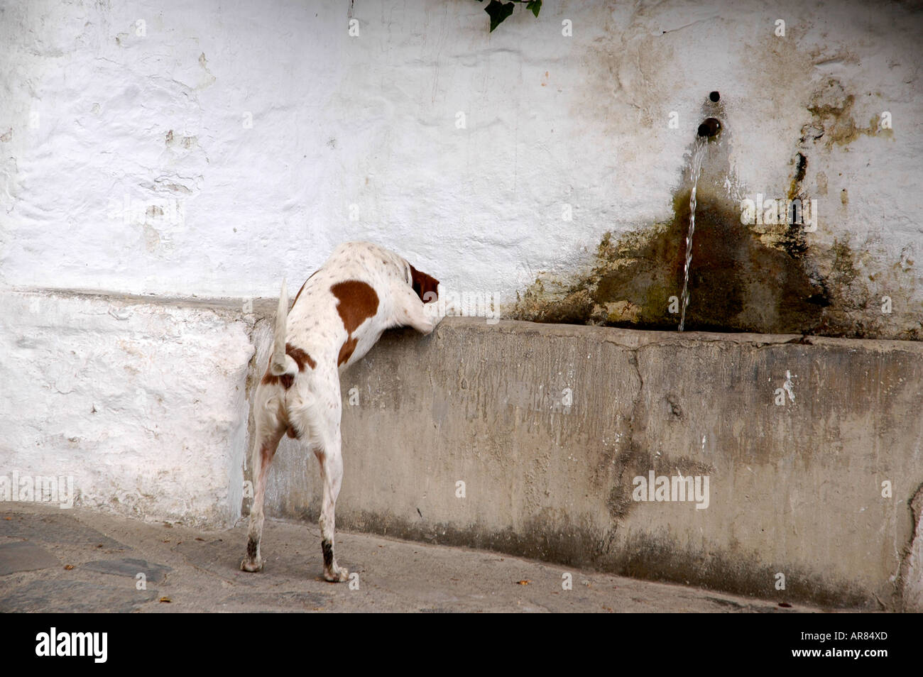 stray dog drinking from fountain in Mecina Fondales,Sierra Nevada,Spain
