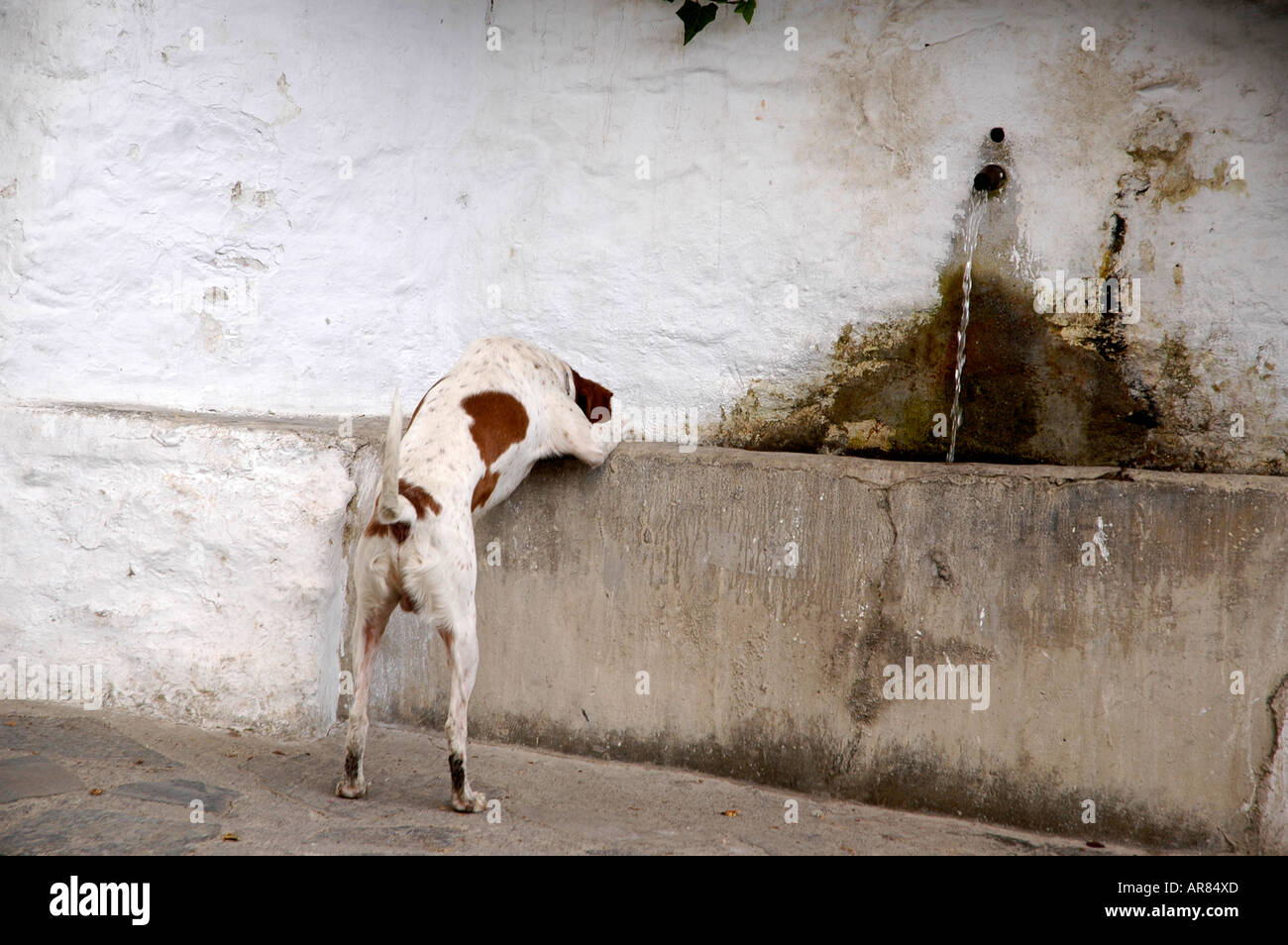stray dog drinking from fountain in  Mecina Fondales,Sierra Nevada,Spain Stock Photo