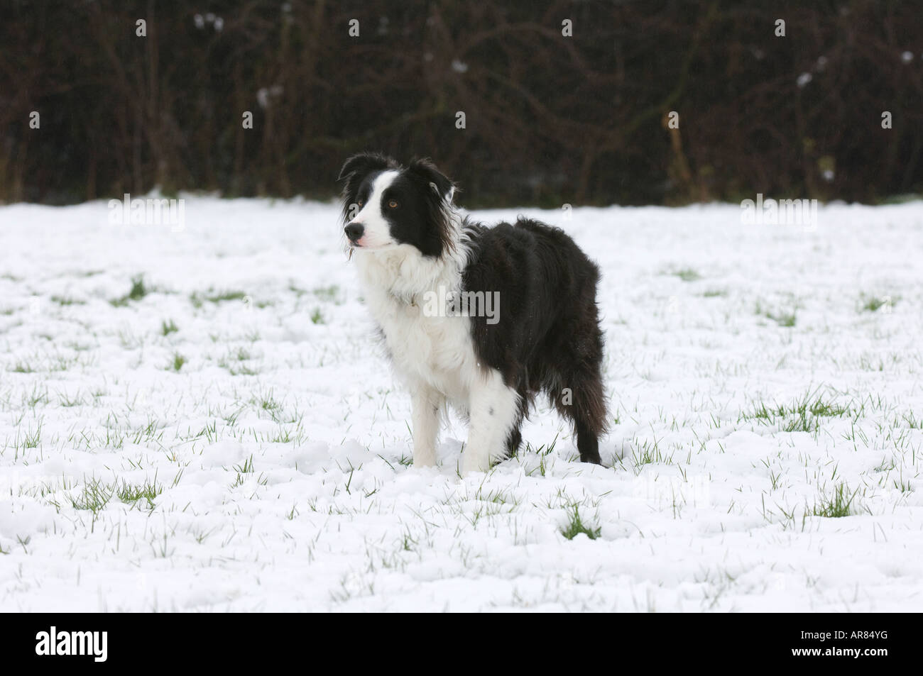 Border Collie in the snow Stock Photo