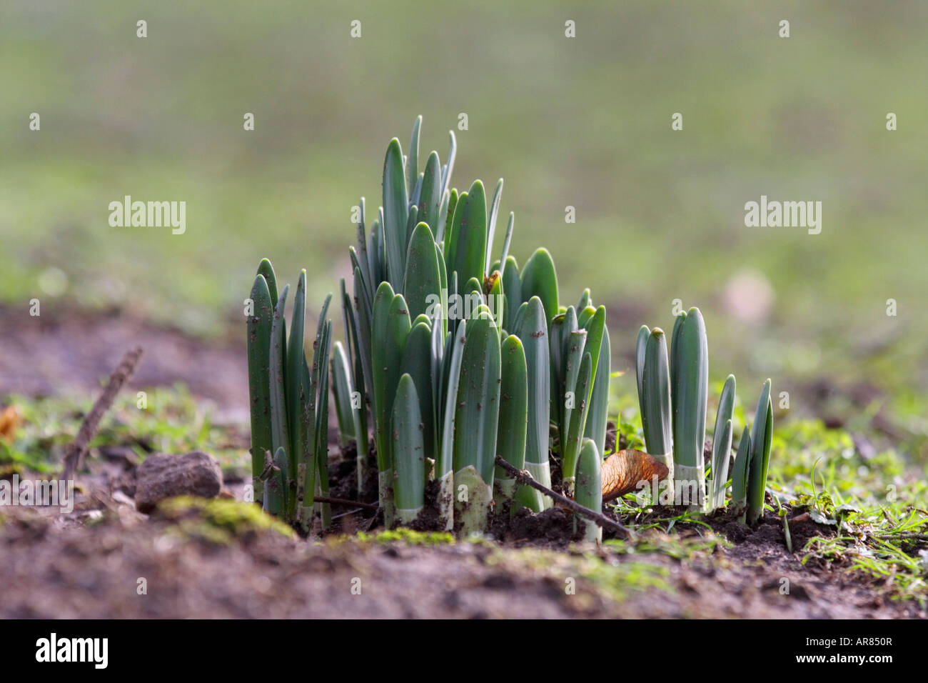 Daffodil Shoots Stock Photo Alamy