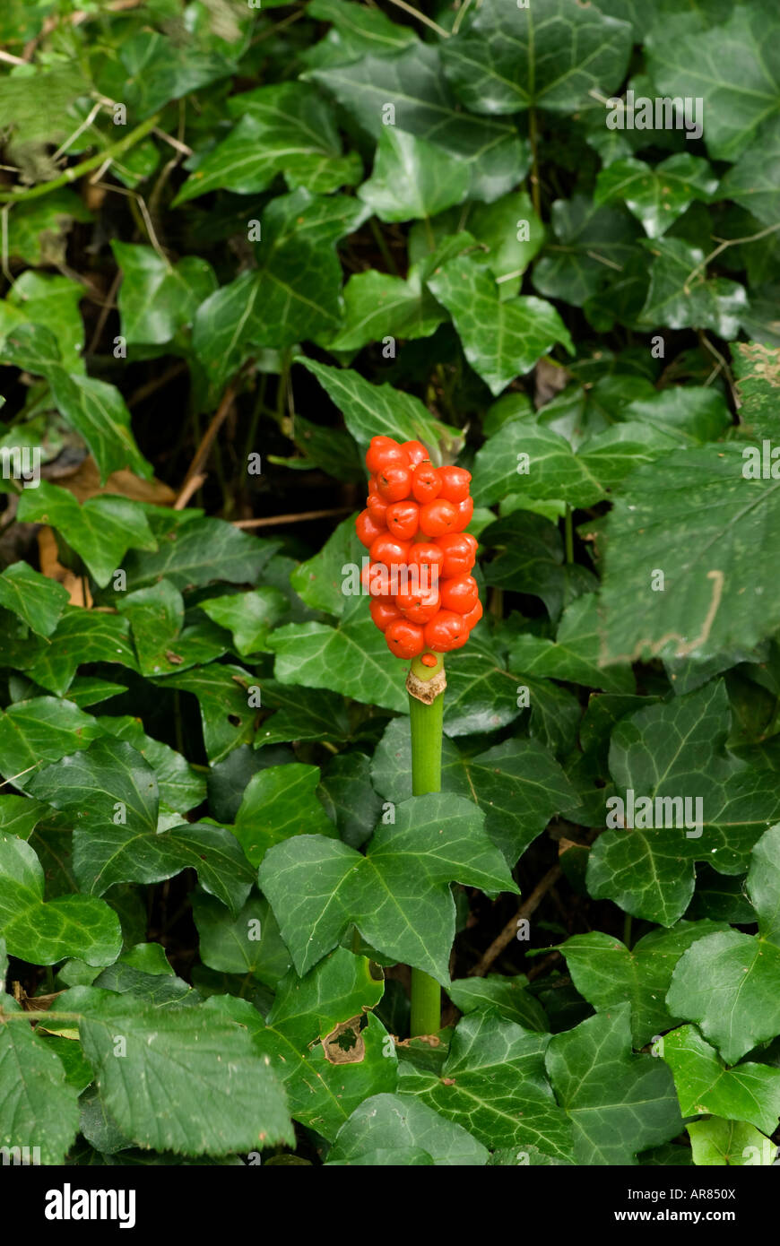 Lords And Ladies Or Cuckoo Pint Arum Maculatum Berries In Autumn lords-and-ladies-or-cuckoo-pint-arum-maculatum-berries-in-autumn