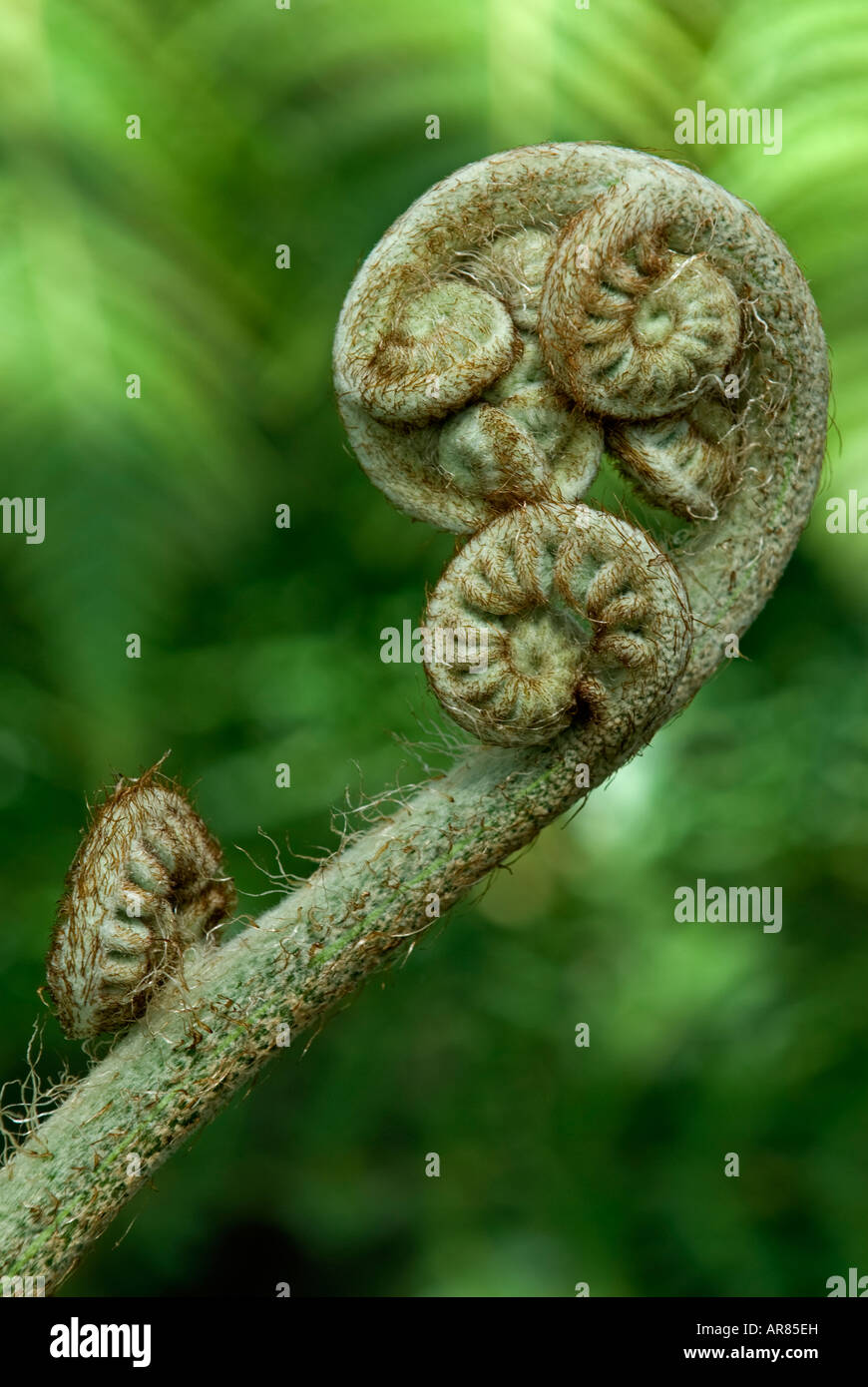 Fern (Cyathea brownii) frond unfurling Stock Photo