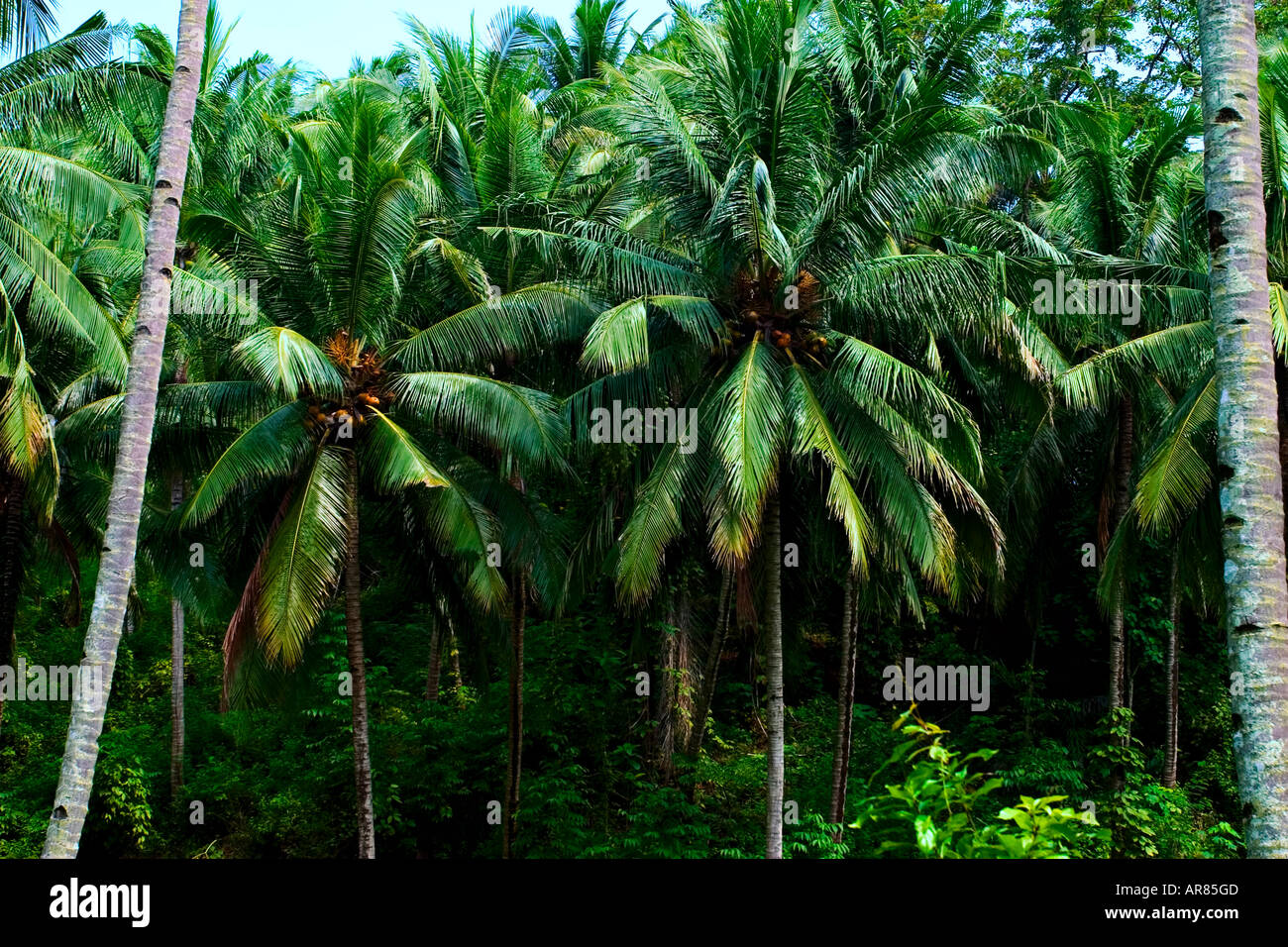 Green palm forest hi-res stock photography and images - Alamy