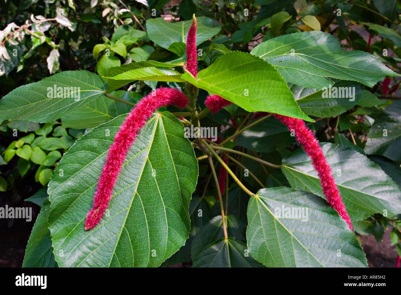 Chenille plant (acalypha hispida), Euphorbiaceae Family Stock Photo