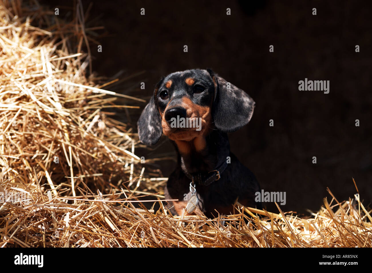 Miniature Dachshund in straw bales Stock Photo Alamy