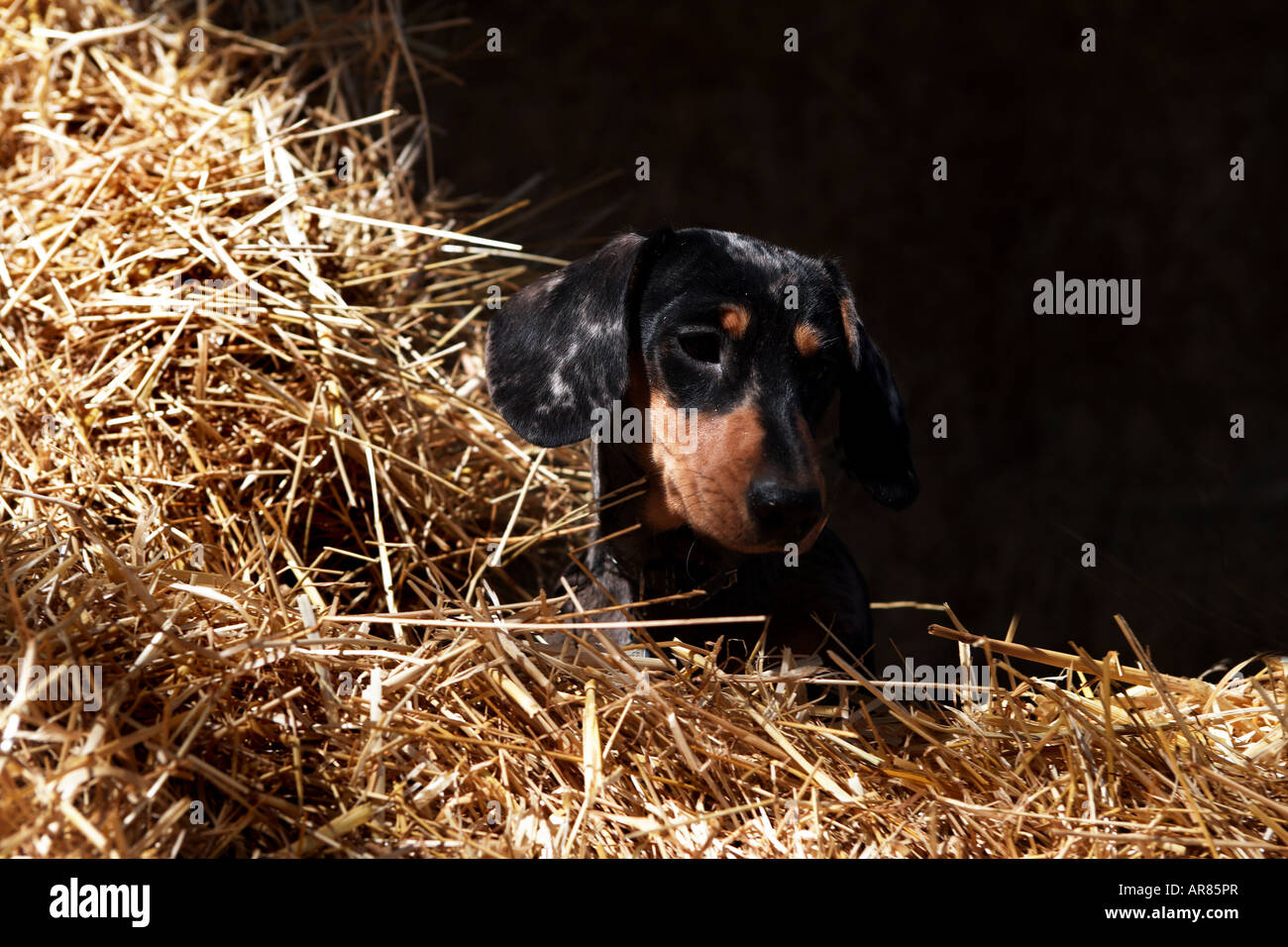 Miniature Dachshund in straw bales Stock Photo Alamy