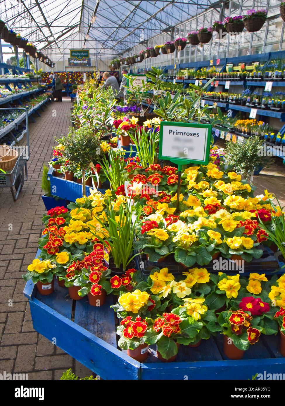 Spring flower plants for sale in a garden centre in February England UK EUAlwdaz2 Stock Photo