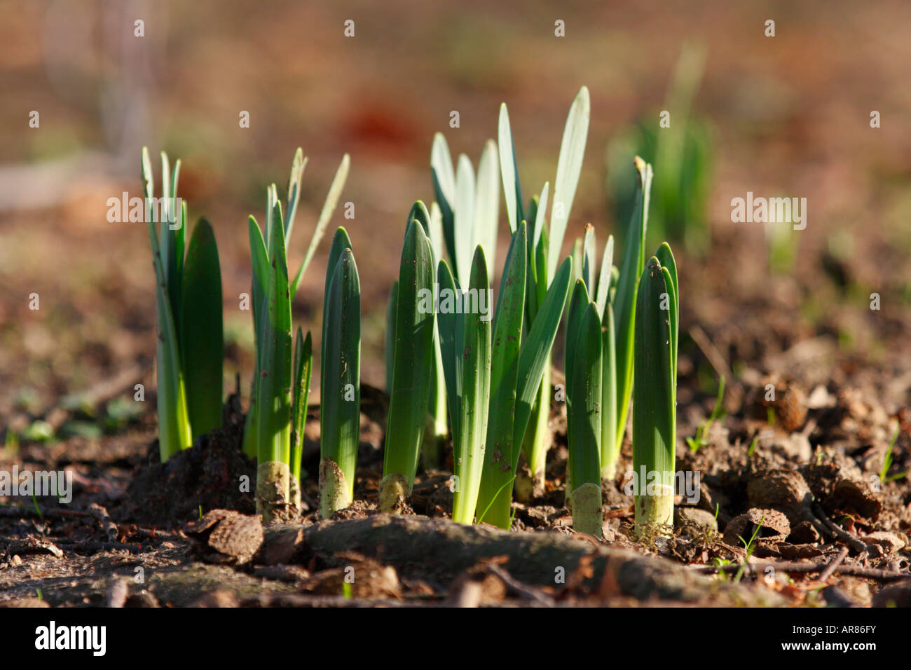 Daffodil Shoots Stock Photo Alamy