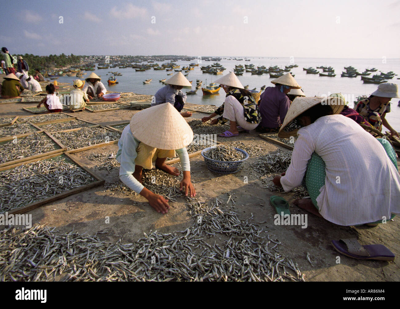 View Of Workers Putting Fish On Racks Stock Photo