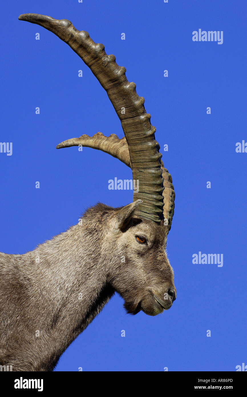 Alpensteinbock Alpine Ibex, Europe, Alps Stock Photo