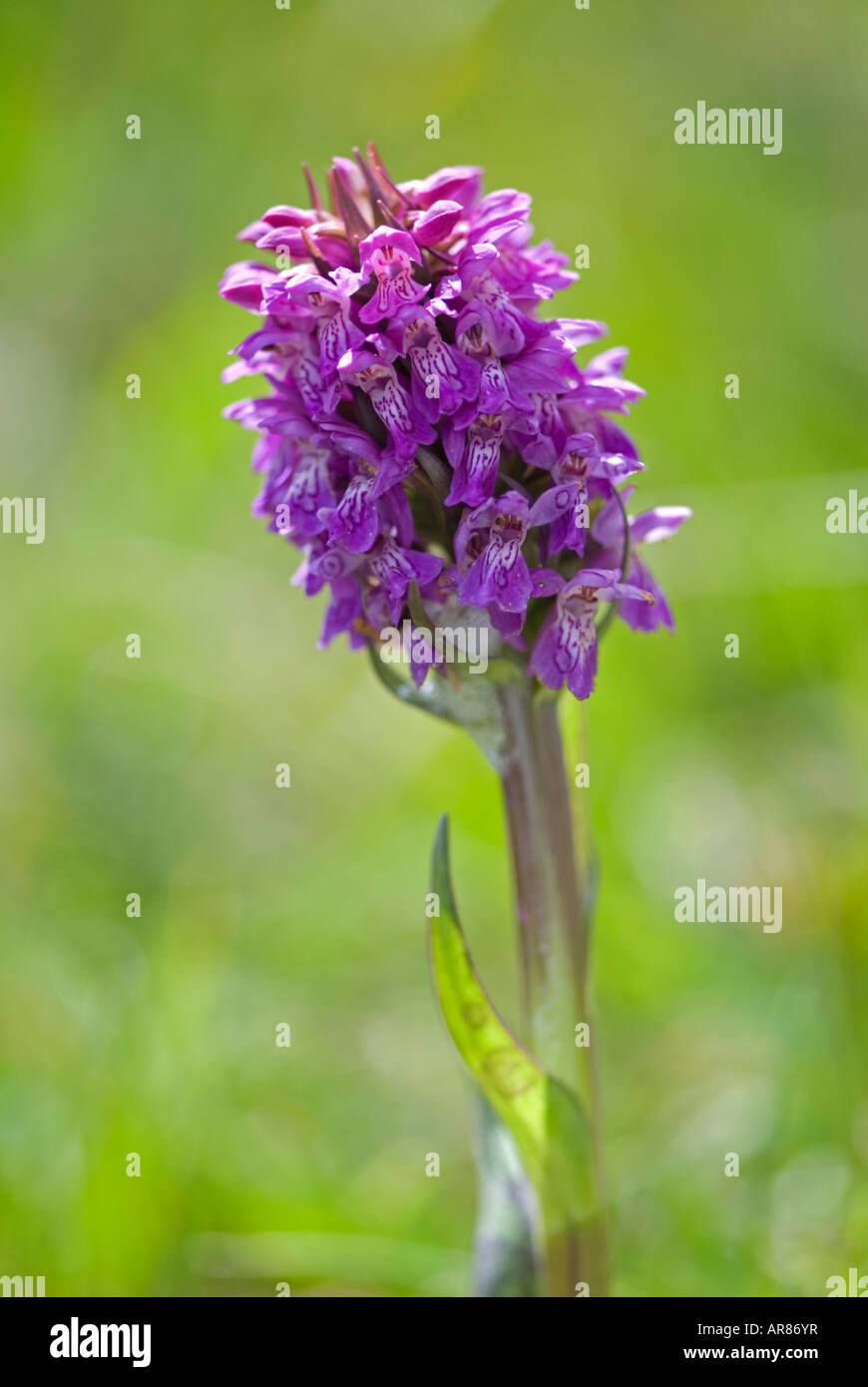 Broad Leaved Marsh Orchid (Dactylorhiza majalis) AKA Western Marsh Orchid.  May.  Achill Island County Mayo Ireland Stock Photo