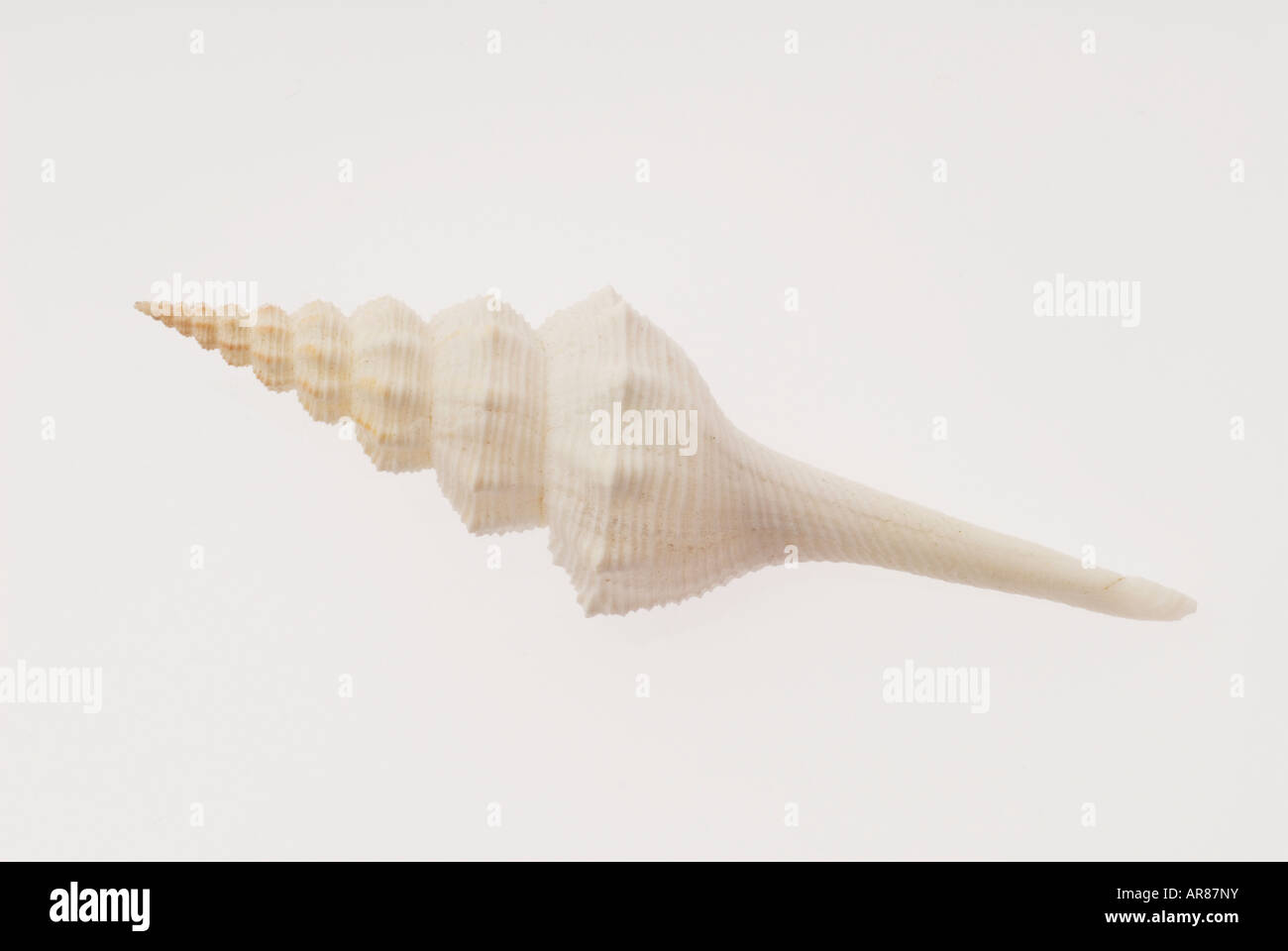 sea shell white on white spindle shell Fusinus Longissimus  Phillipines Stock Photo
