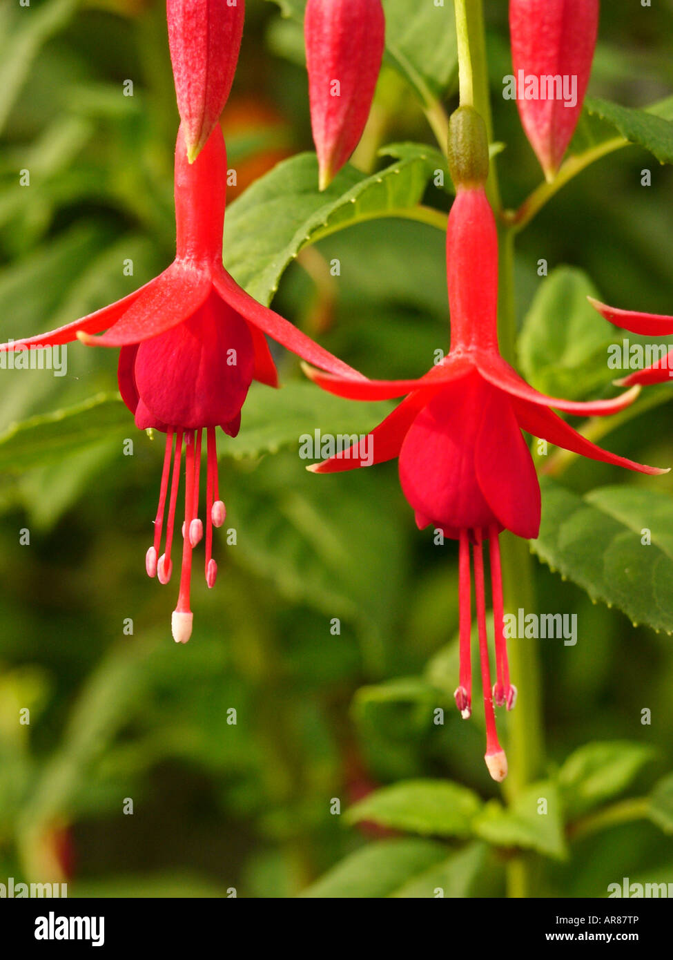 Hardy fuchsia Herald two flowers in close up Stock Photo