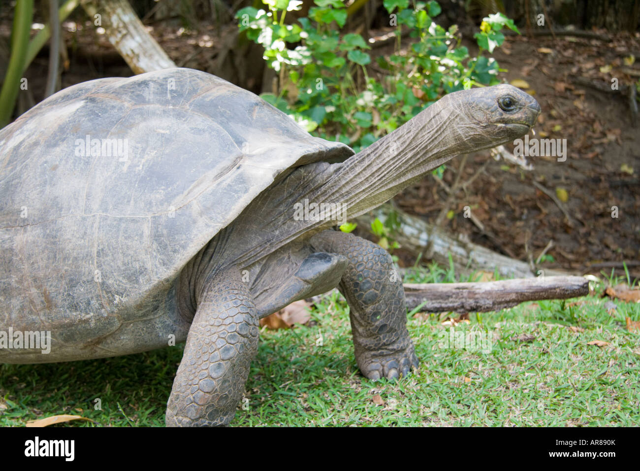 Seychelles Giant Tortoise Stock Photo - Alamy