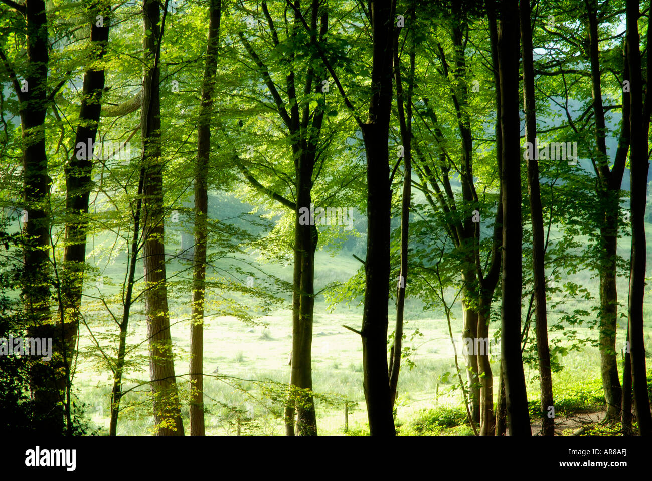 Looking through trees to sunlight field beyond Stock Photo Alamy