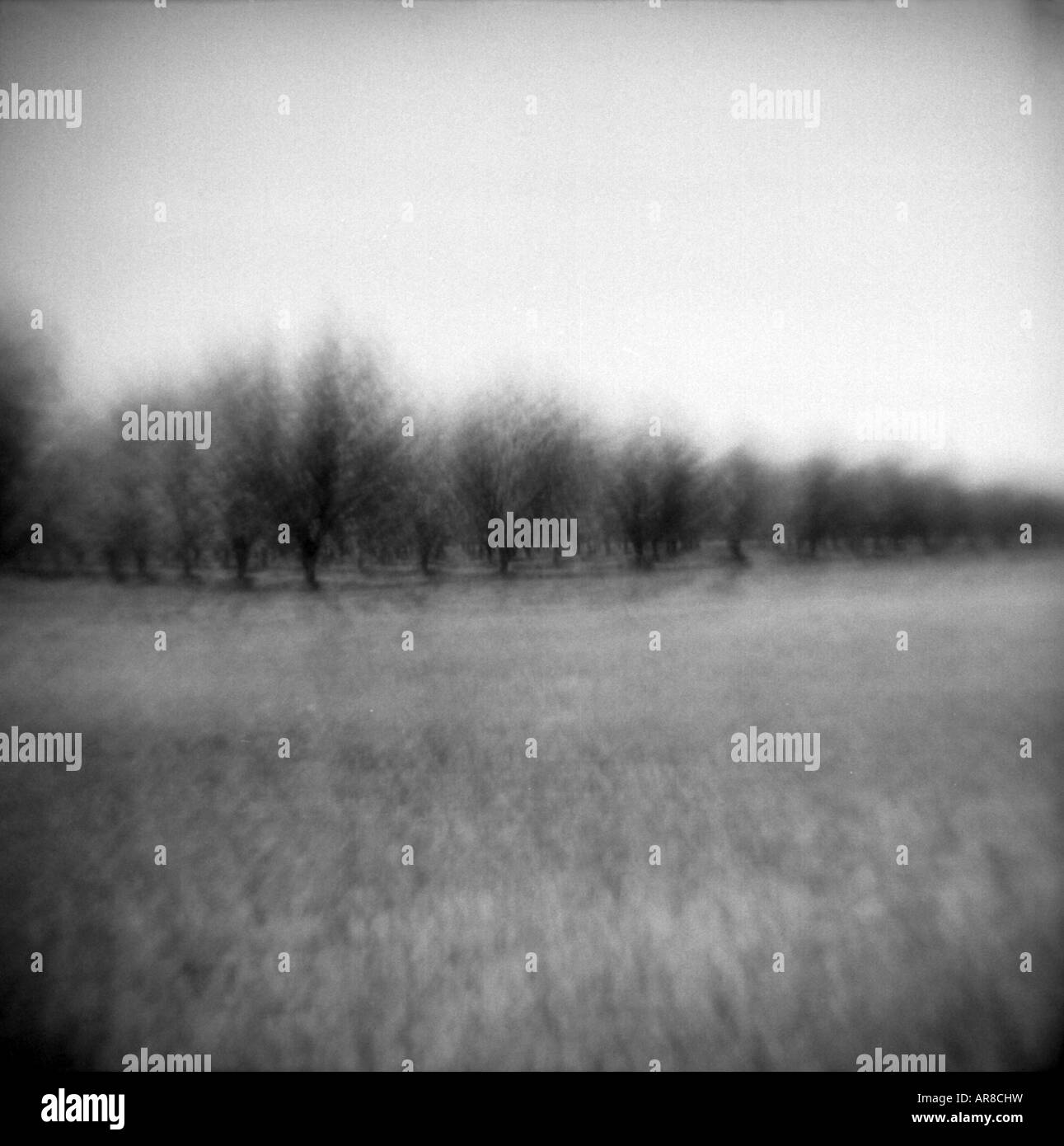 toy camera blurry trees orchard line field abstract bw black and white pecan orchard nature evocative dreamlike zen Stock Photo