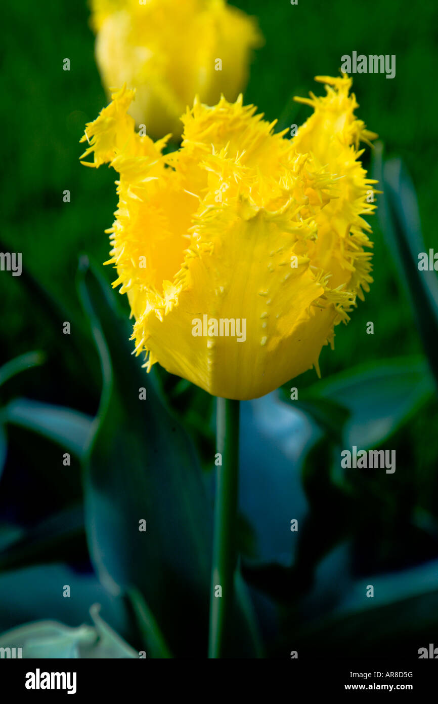 yellow fringed tulip Stock Photo Alamy
