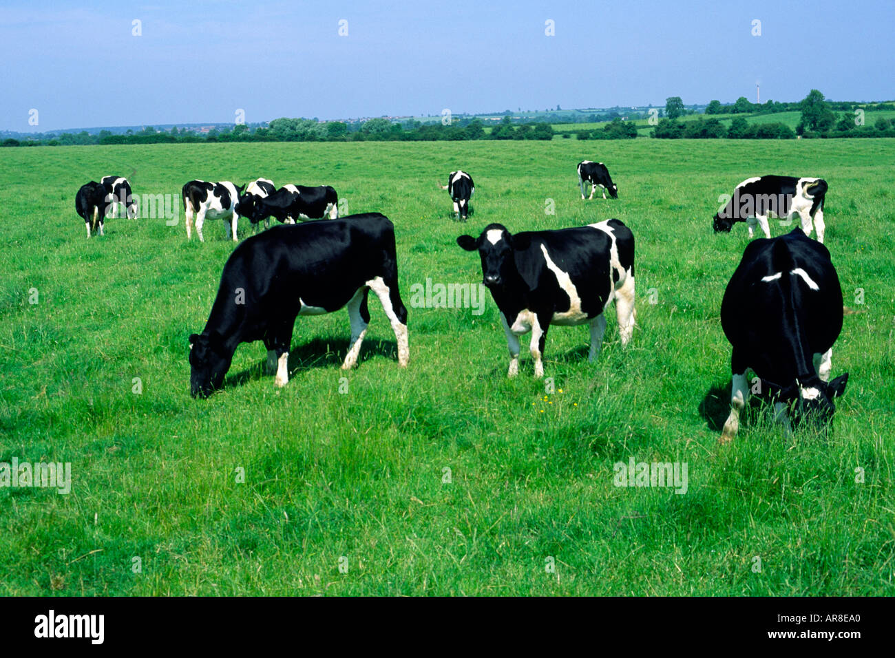 Friesian cattle grazing Warwickshire England Stock Photo - Alamy