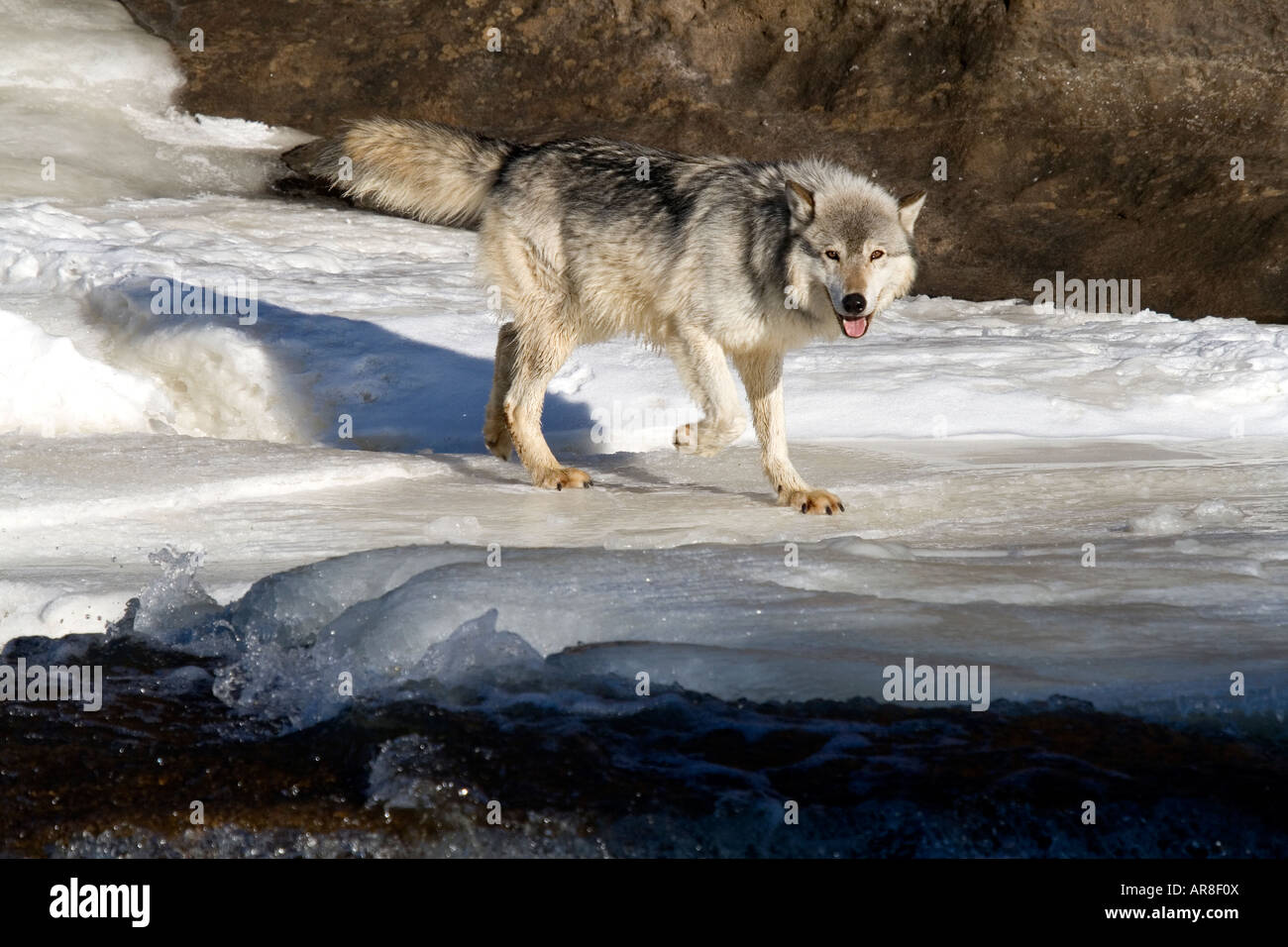 Lone wolf Canis lupus walking on the ice Stock Photo