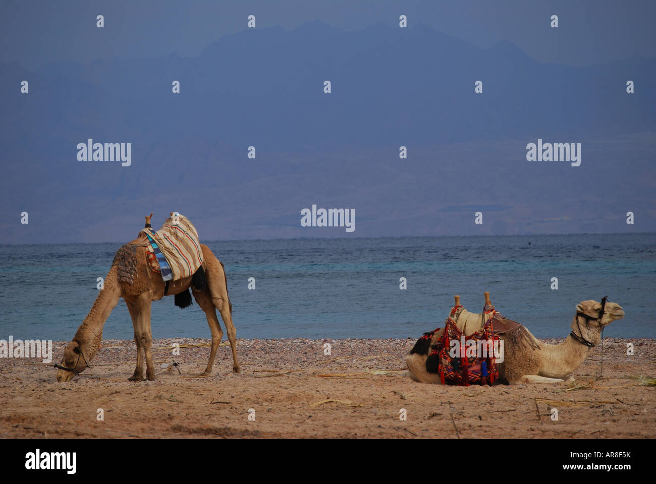 Camels on beach, Taba Heights, Sinai Peninsula, Republic of Egypt Stock Photo