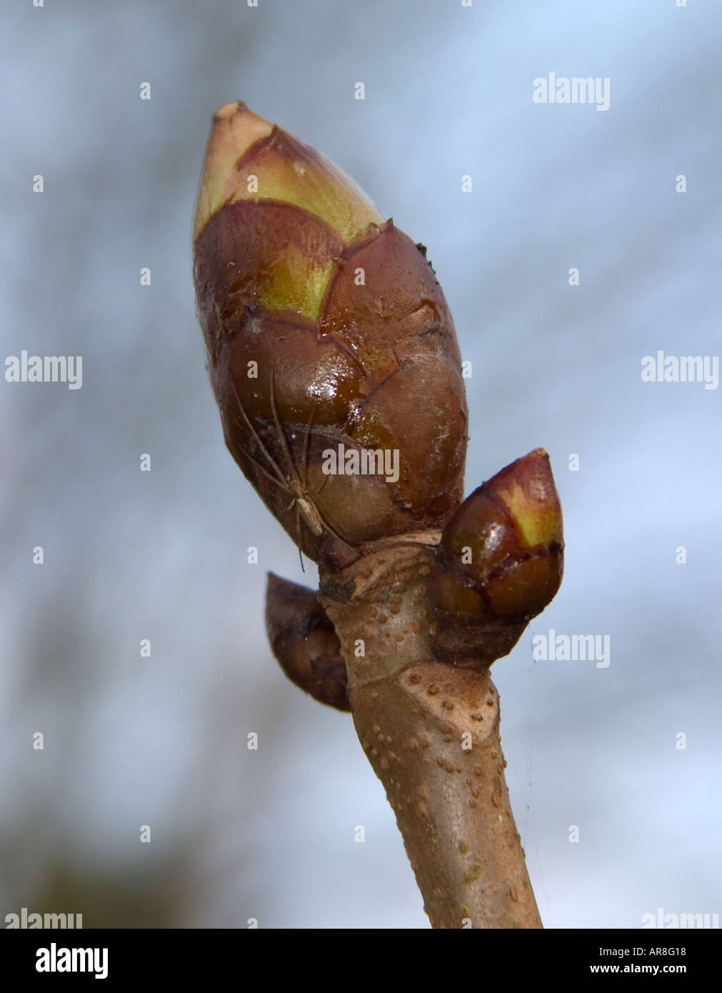 Aracnid Spider hiding underneath a bud on a tree branch Stock Photo