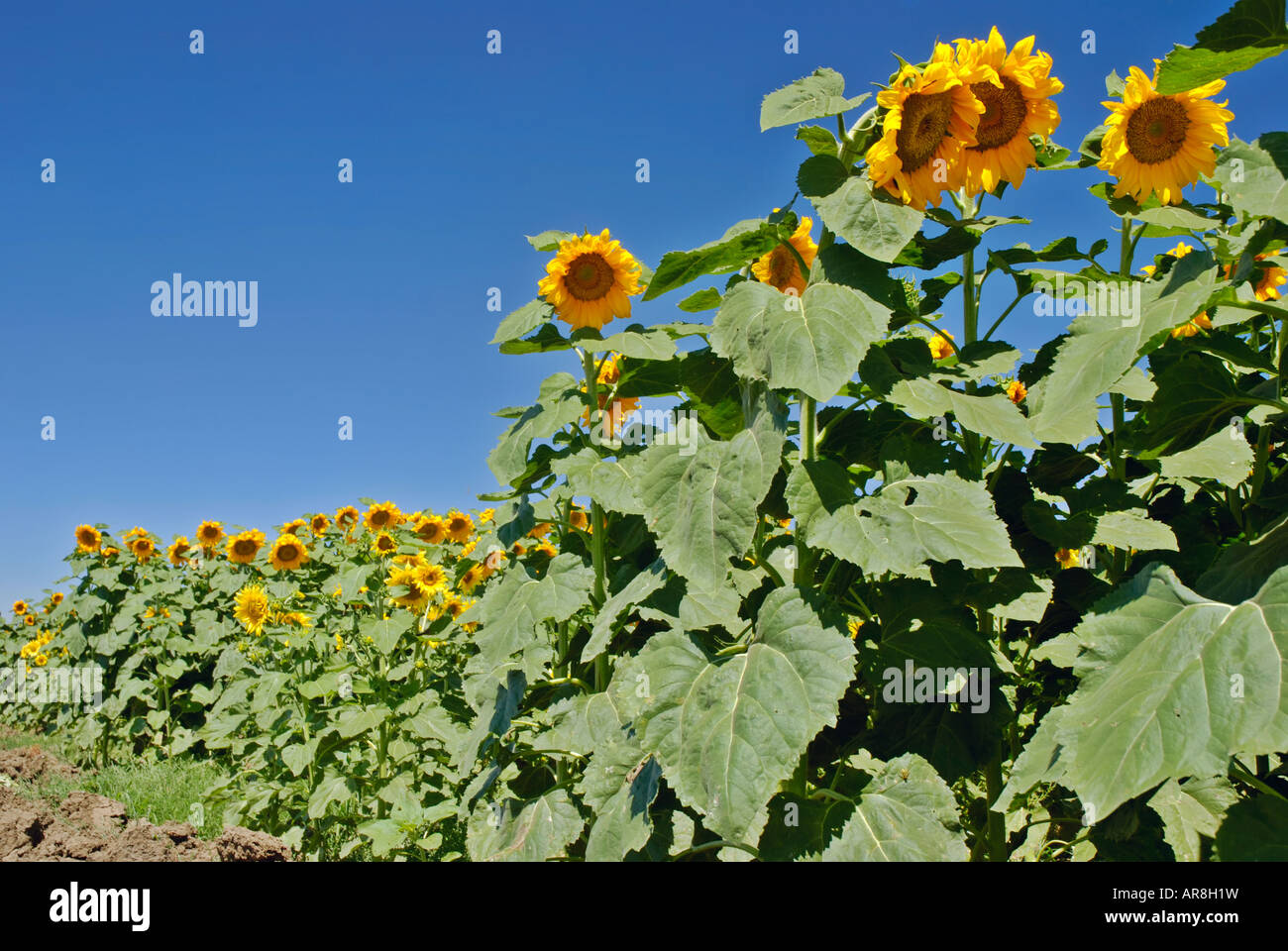 Sunflowers in a field under a bright blue sky Stock Photo - Alamy