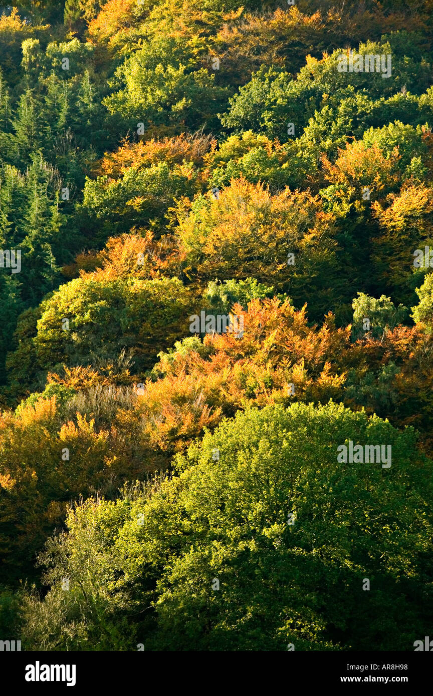 Autumn colours in mixed woodland Blorenge mountain Llanfoist Wales UK Stock Photo