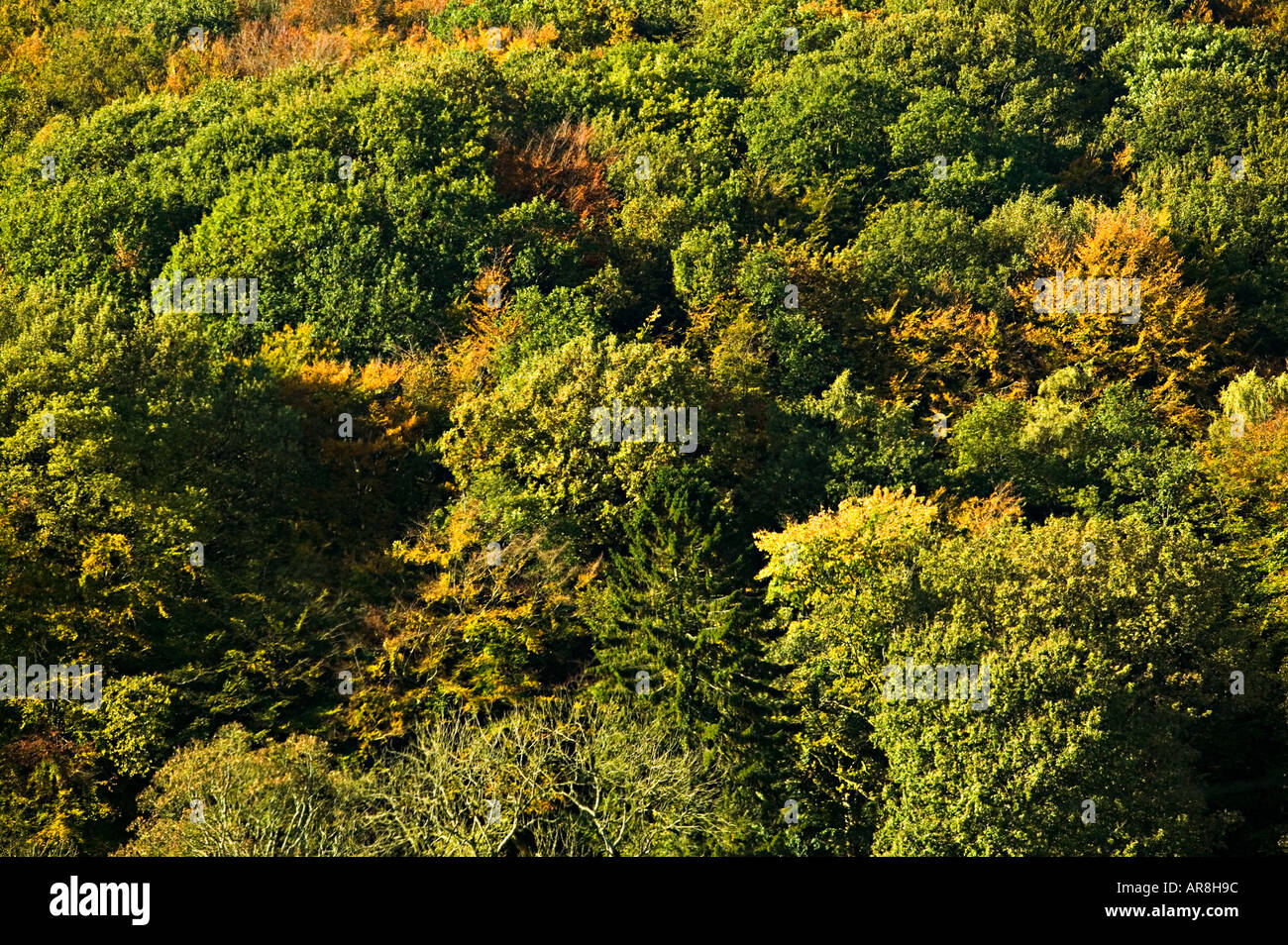 Autumn colours in mixed woodland Blorenge mountain Wales UK in the Blaenavon World Heritage Site area Stock Photo