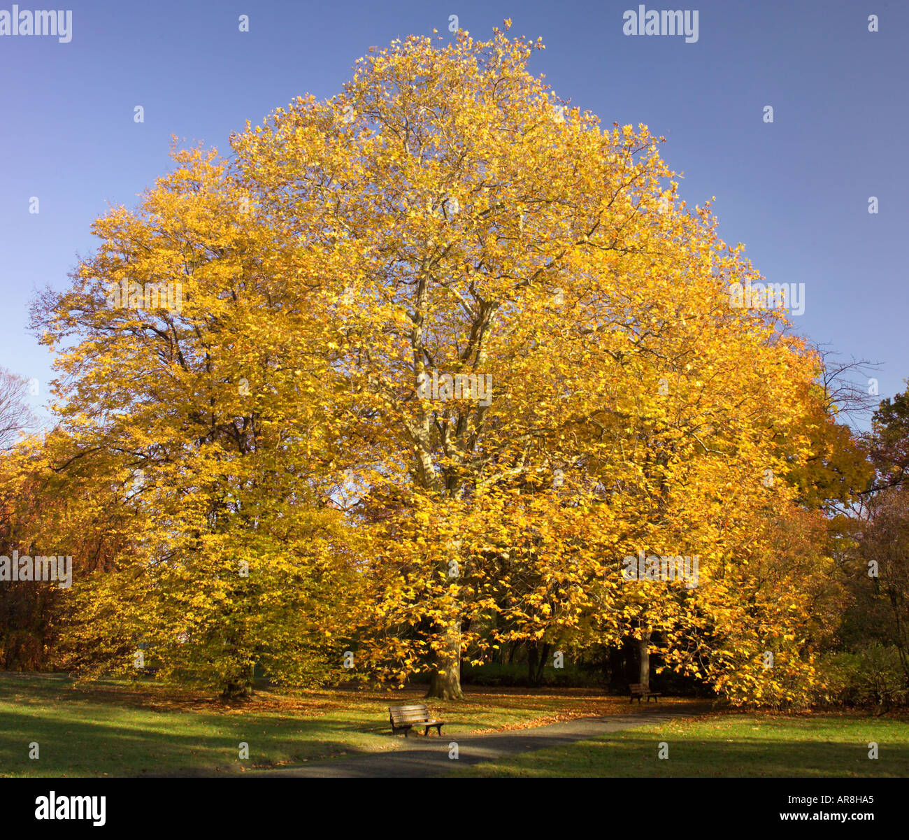 Old Plane tree turning yellow in autumn Platanus acerifolia Stock Photo