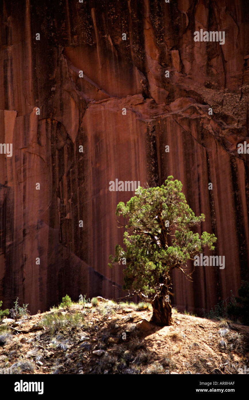Stunted tree Dinosaur National Monument Colorado Utah USA Stock Photo