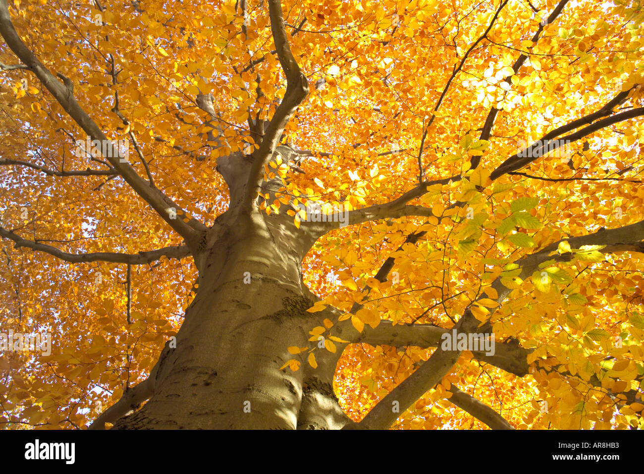Old beech tree treetop turned yellow in autumn Fagus sylvatica Stock ...
