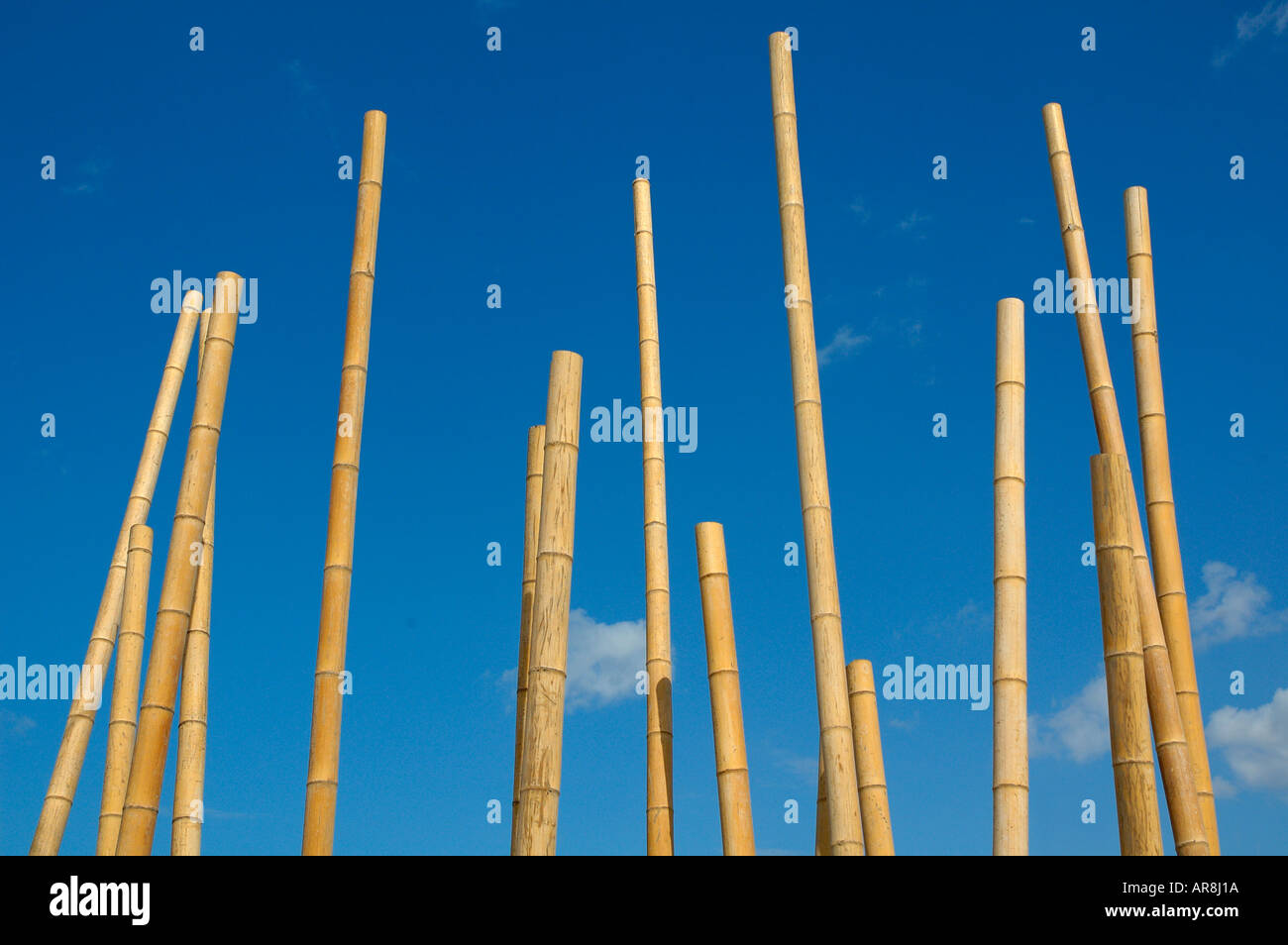 Bamboo poles Stock Photo