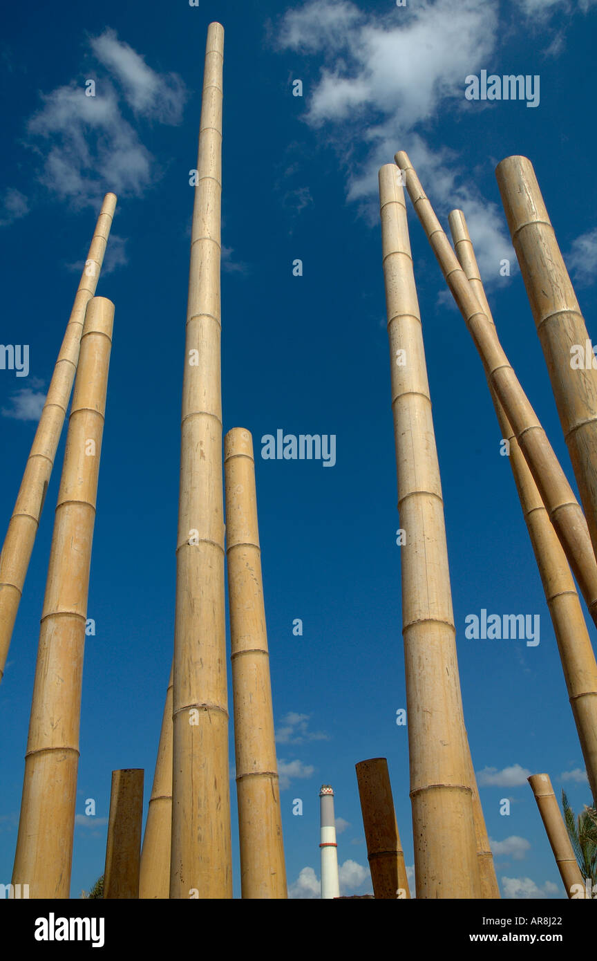 Bamboo poles aruninaria bambusa dendrocalamus phyllostachys Stock Photo