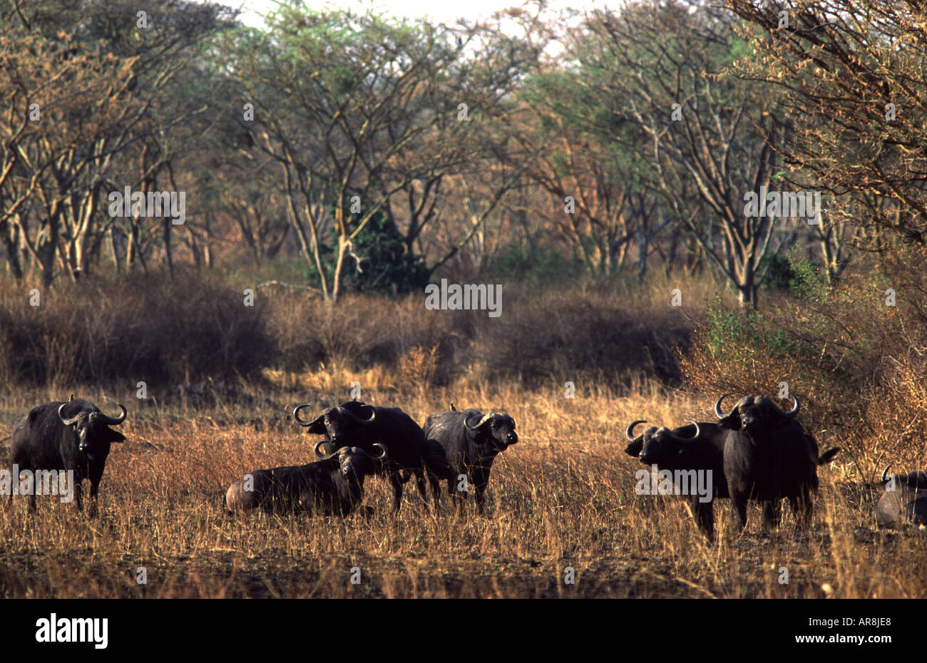 Buffalo herd, Syncerus caffer Ishasha Stock Photo