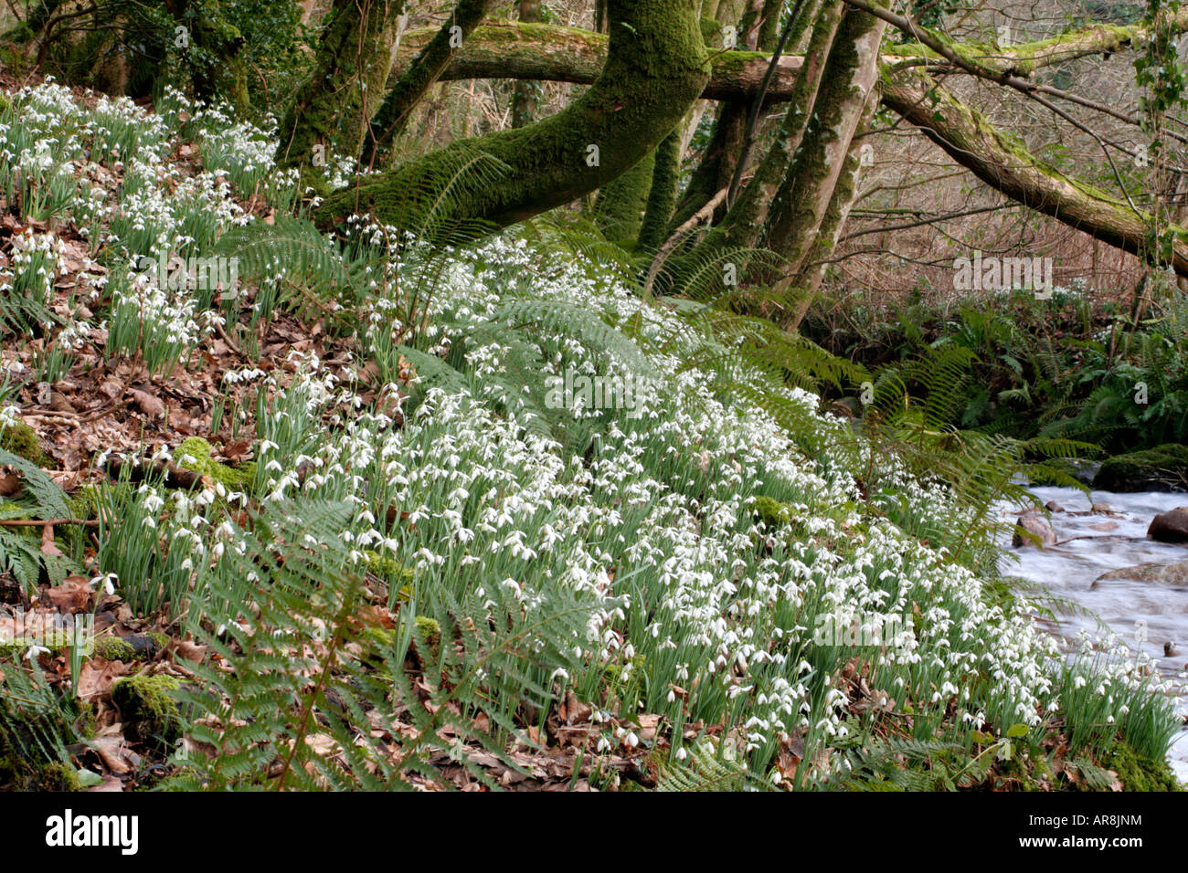 SNOWDROPS IN THE AVILL VALLEY WEDDON CROSS EXMOOR AND NICKNAMED SNOWDROP VALLEY MID FEBRUARY Stock Photo