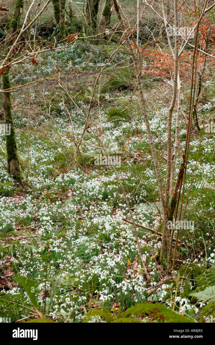 SNOWDROPS IN THE AVILL VALLEY WEDDON CROSS EXMOOR AND NICKNAMED SNOWDROP VALLEY MID FEBRUARY Stock Photo