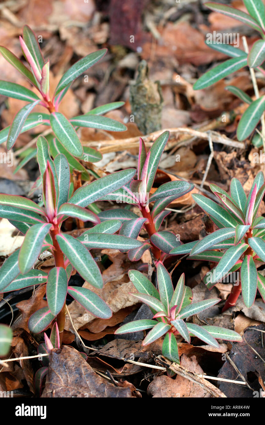 EUPHORBIA SIKKIMENSIS AGM NEW SHOOTS Stock Photo