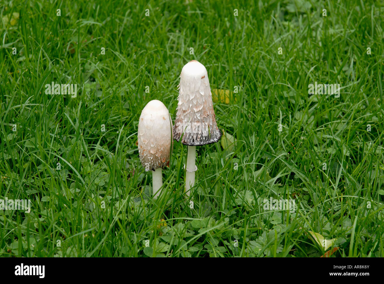 TWO TOADSTOOLS IN LAWN Stock Photo Alamy