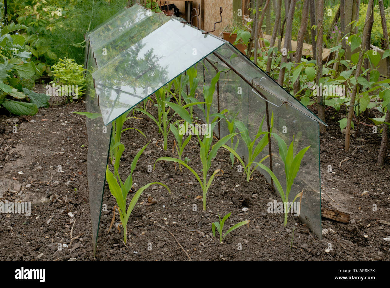 Glass garden cloche hires stock photography and images Alamy