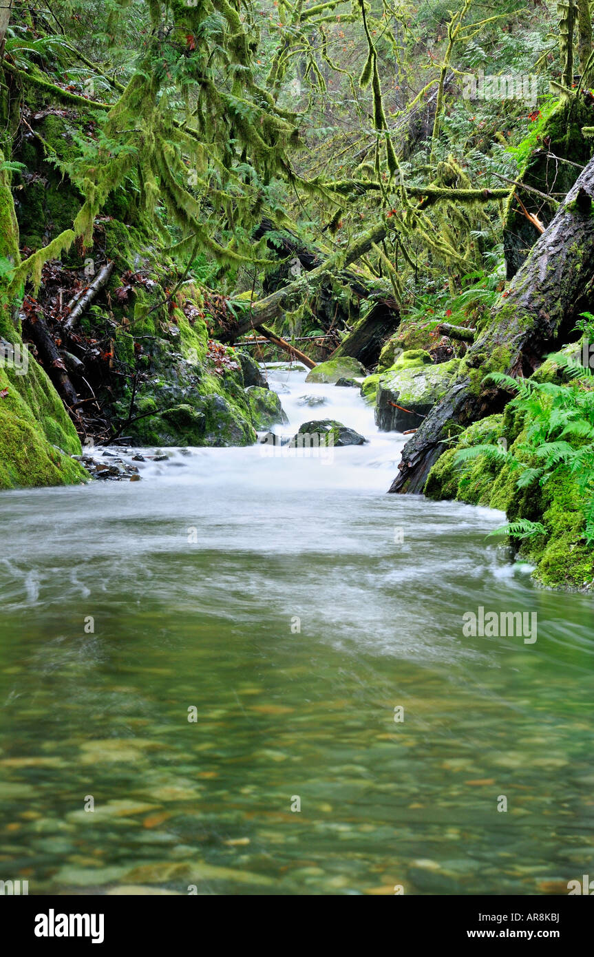 Rainforest Creek, Vancouver Island Stock Photo